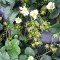 strawberry springs growth