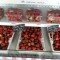 strawberry springs product