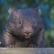 wombat tour happy birthday