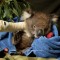 wombat tour injured koala